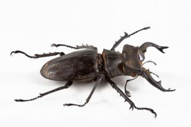 lucanus formosanus beetle close in top view