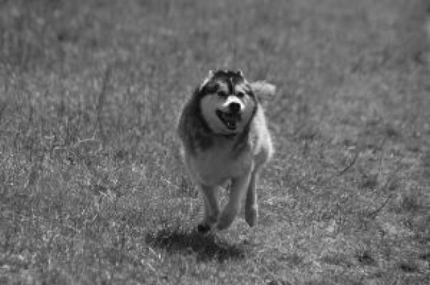 maloup wolf the husky running over moor in front view