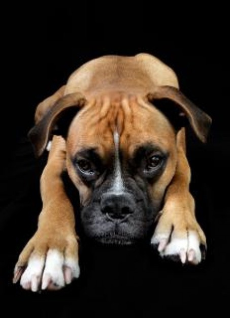 mastiff dog portrait in front view over dark background