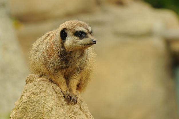 meerkat of animal zoo lying on hillock over earth yellow