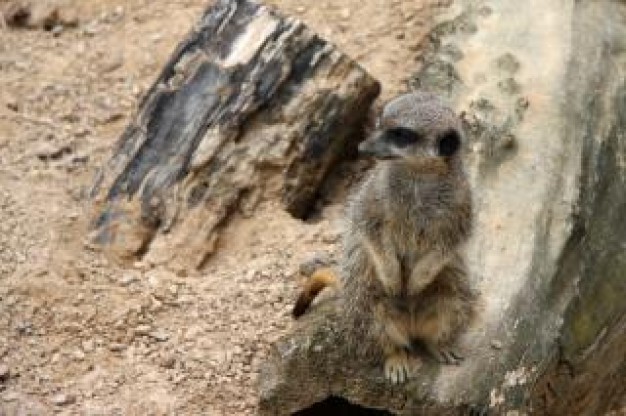 meerkat watch out at the side of wood stake