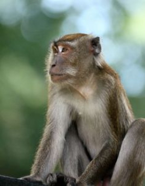 monkey faces look at steadily over light background