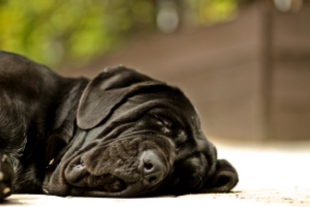 my black dog messi sleeping on floor over fuzzy background