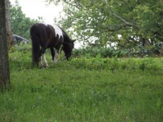 nah it is not a wild pony that in forest grass