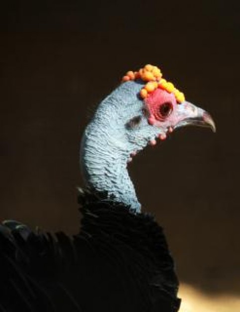 ocellated turkey with black feather in side view