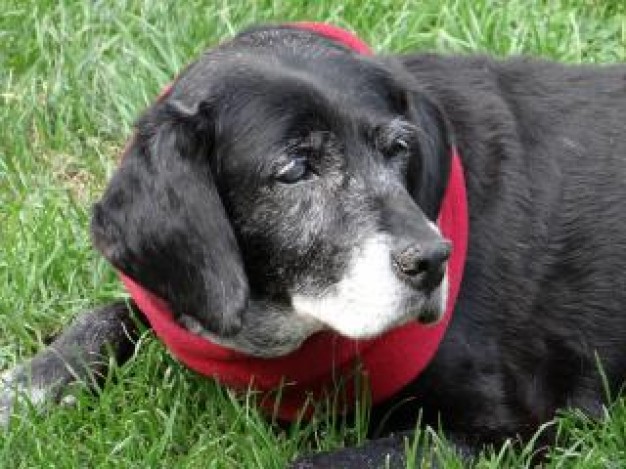 old black sad dog with red necklace