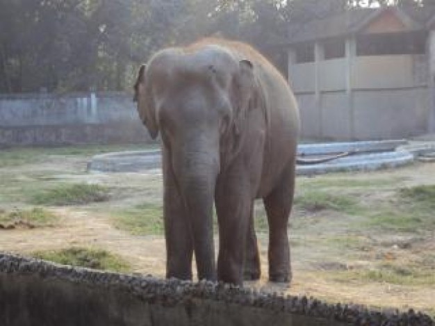 one elephant at alipur zoo elephant