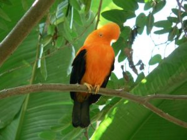 orange and black parrot on a branch and banana at back