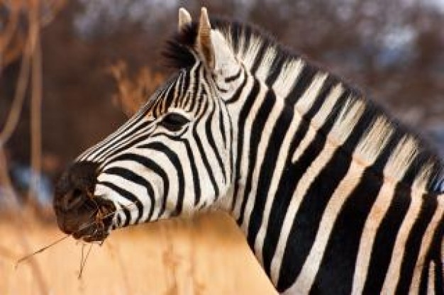 outdoor zebra close up wilderness in side view