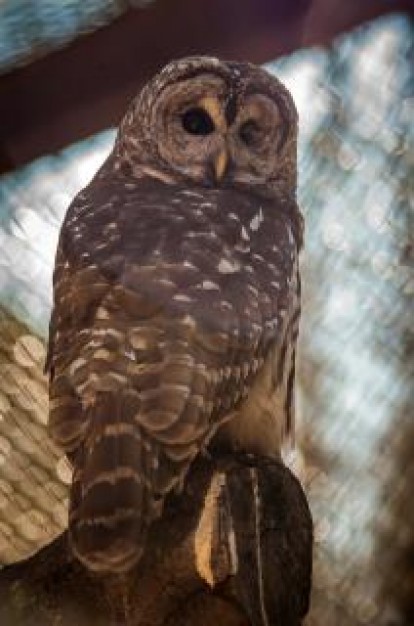 owl animal feature standing at wood