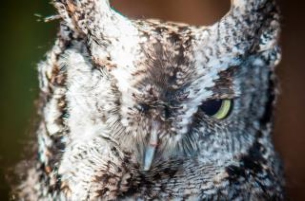 owl face Portrait of wildlife bird
