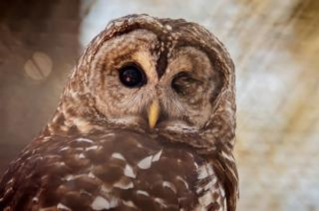 owl portrait in front view