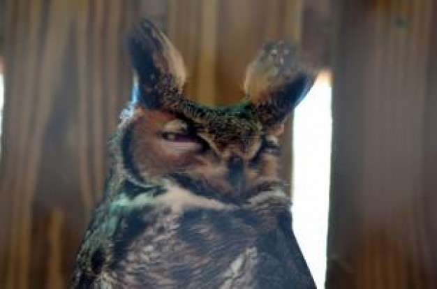 owl Portrait of wildlife indoor