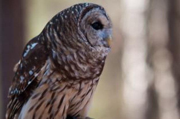 owl wild in side view