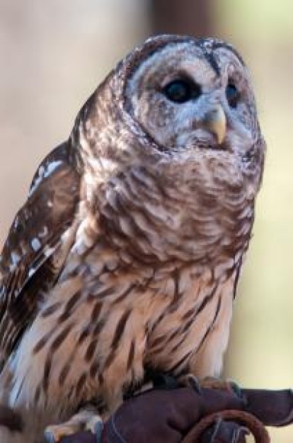 owl wild wildlife feature by breeded