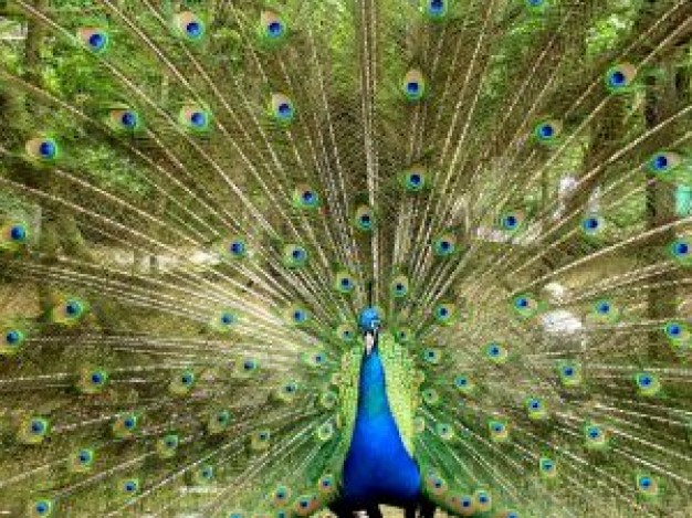 peacock displaying its fine tail feathers in front view