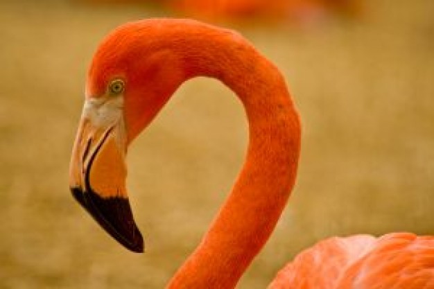 pink Flamingo head facial over earth yellow background