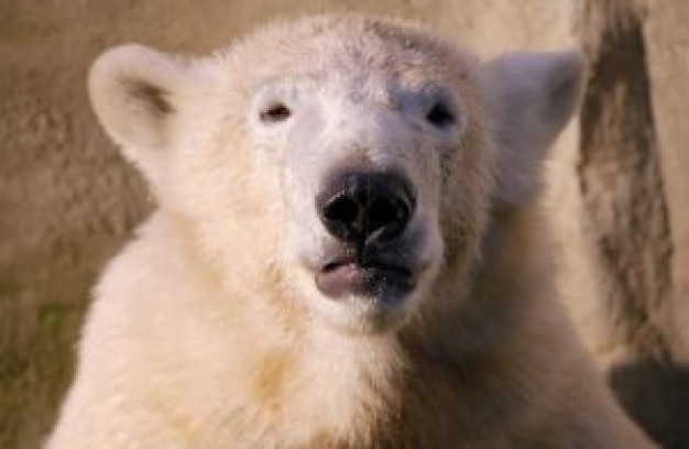 polar bear looking at steadily