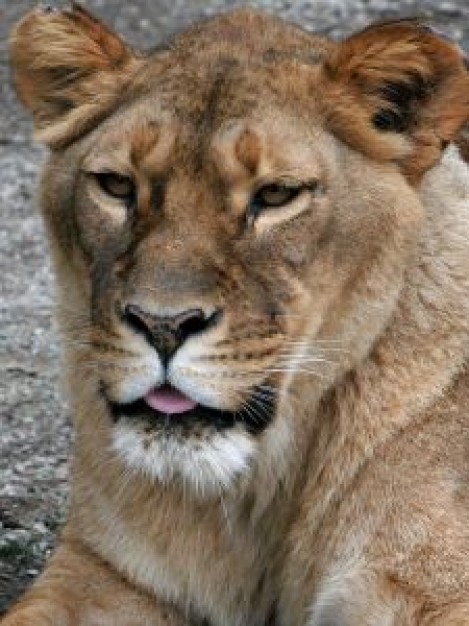 powerful brown lion head close-up feature in front view