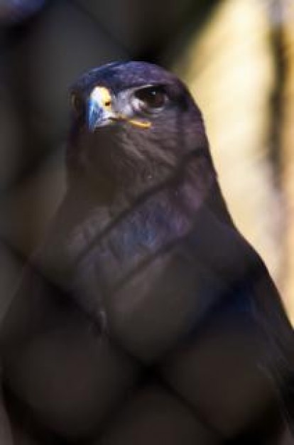 predator hawk standing ith black feathers