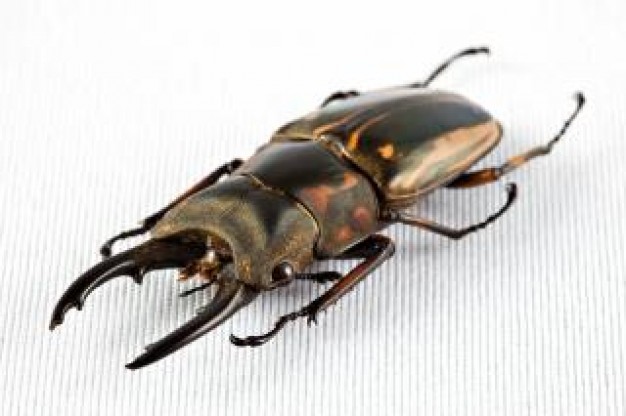 prosopocoilus zebra beetle isolation with pinchers