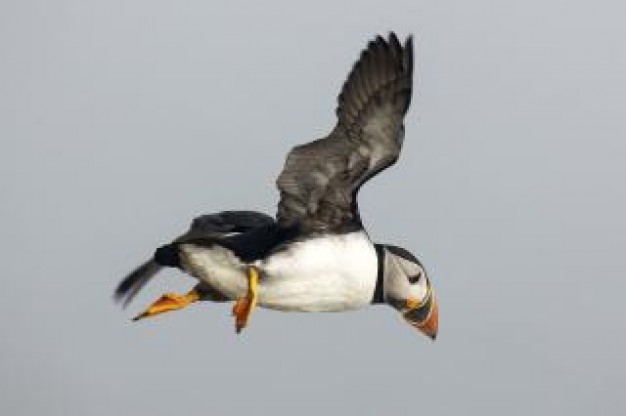 puffin animal flying at the sky