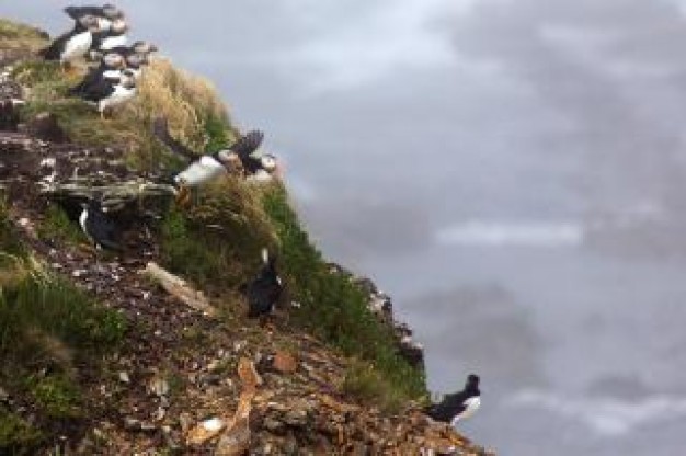 puffin of nature heritage flying from hillside