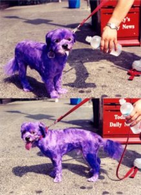 punk dog drink water and locked by people