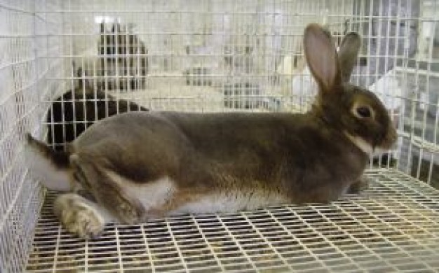 reclining rabbit lying in box