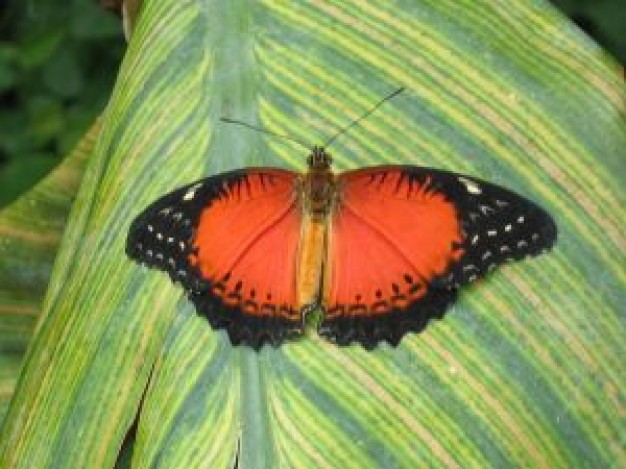 red butterfly with black edges on a big leaf