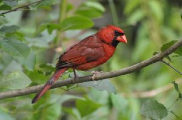 red cardinal standing on the branch