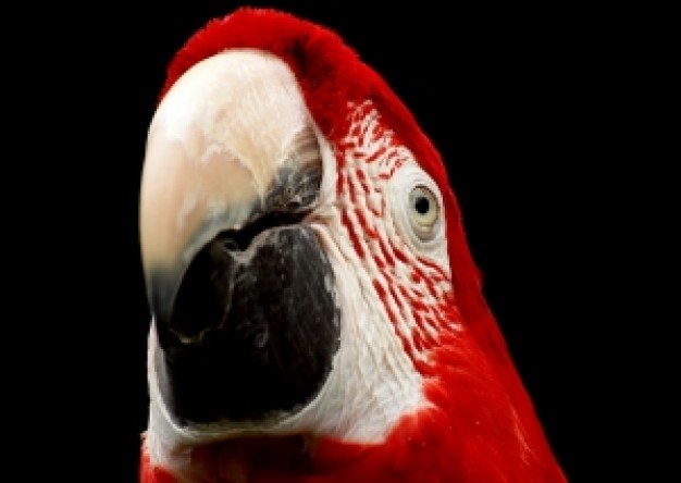 red parrot head feature in front view