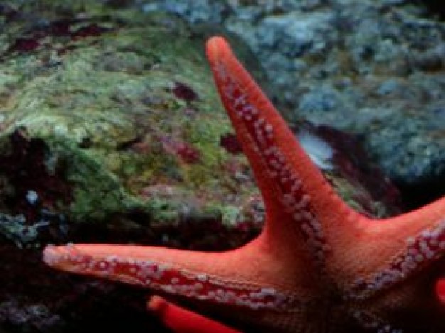 red starfish feature beside reef