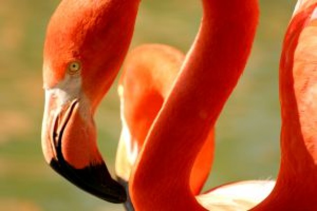 reed flamingo bird feature