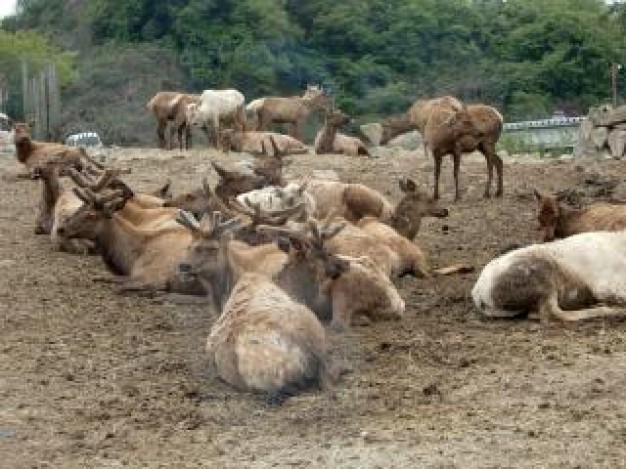 reindeer animal have a rest on the floor