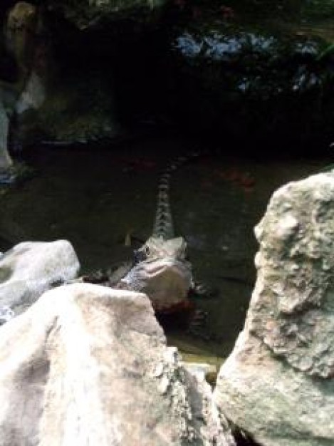 reptile lizard behind the stone that looking at you