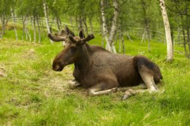 resting moose in the forest grass