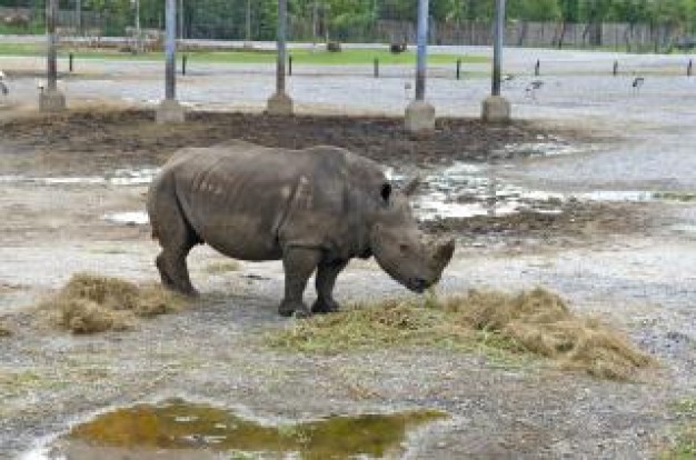 rhino play mud on the zoo