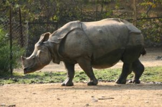 Rhino side view of animal in forest