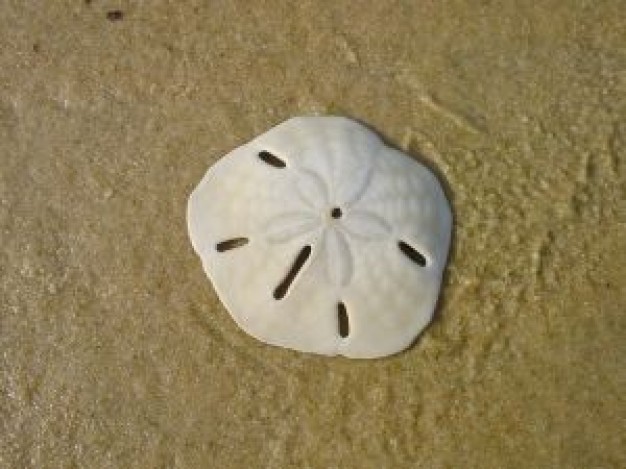 sand dollar flower lying on the beach