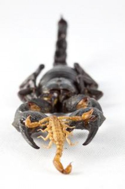 scorpion against the odds in front view