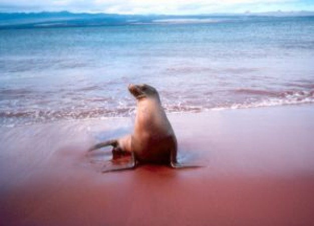 sea lion resting at red beach