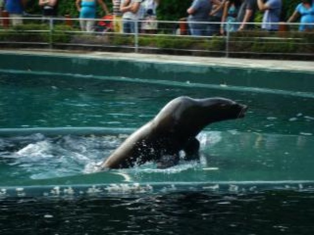 sea lion showing on water surface