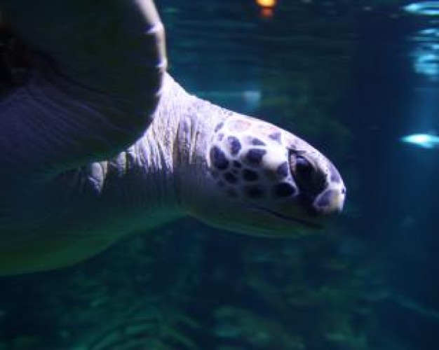 sea turtle swimming over reef in side view