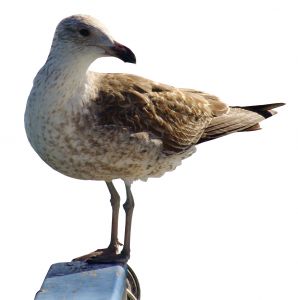 seagull standing at handrail in city