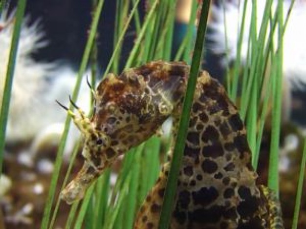 seahorse swimming beside float glass