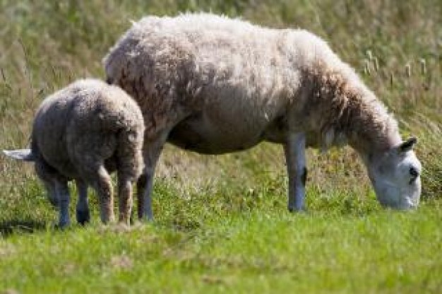 sheep farm eating the grass