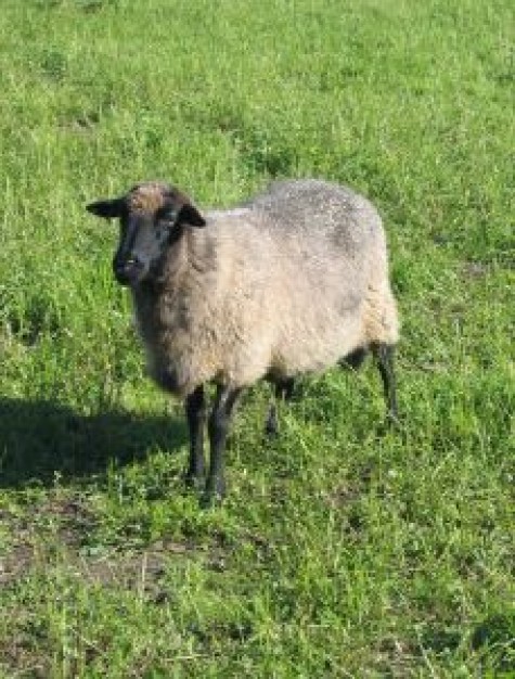 sheep on a meadow at sunshine day