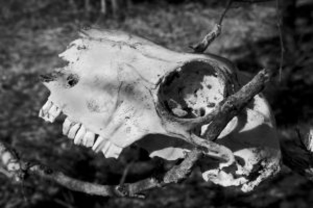 Sheep skull in black and white