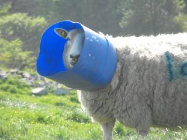 sheep with bucket on head